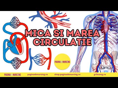 Small and large circulation explained
