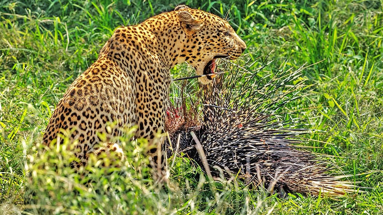 Leopard Learns Painful Lesson As Porcupine Quills Get Stuck All Over