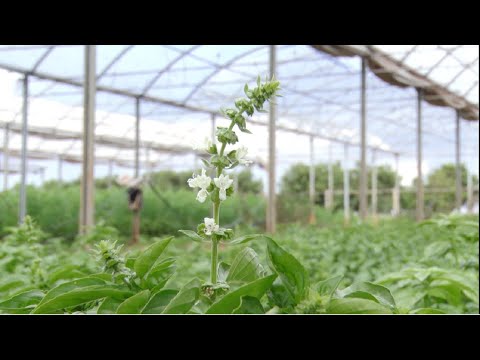 Ipeúna é centro de referência brasileira em produção agrícola natural