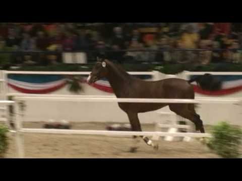 ♥ Qudo- jumping horse  by Quintero