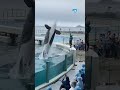 Dolphin Circus