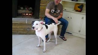 Video preview image #1 Labrador Retriever-Unknown Mix Puppy For Sale in Germanton, TN, USA