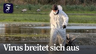 Risiko für Hausgeflügel durch Wildvögel deutlich gestiegen