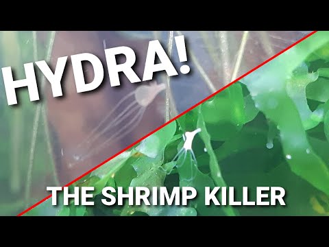Identifying And Eliminating HYDRA In Your Shrimp Tank!
