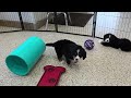 Miniature Bernese Mountain Dog dogs for sale: Scottie - Video 1