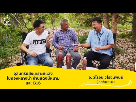 🔴  ประโยชน์จุลินทรีย์สังเคราะห์แสงจากใบทองหลางน้ำ ก้านแดงมีหนาม + B16 โดย อ. วิโรจน์ วิโรจน์พันธ์