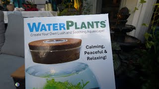 Testing an Aquatic Terrarium From Menards