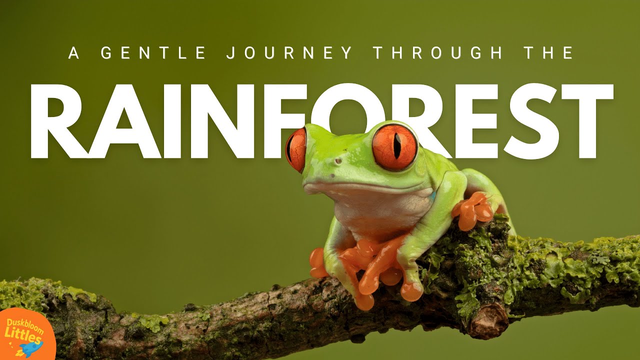 A Gentle Journey Through the Rainforest