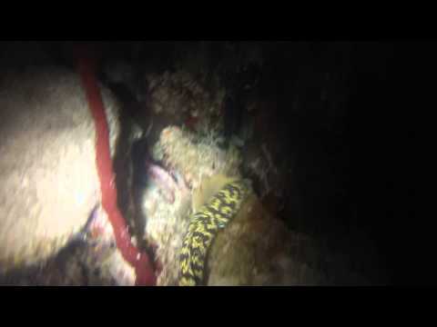 Scuba diving in Dominican Republic
