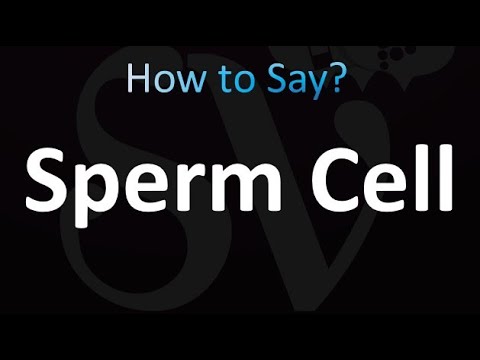 How to Pronounce Sperm Cell