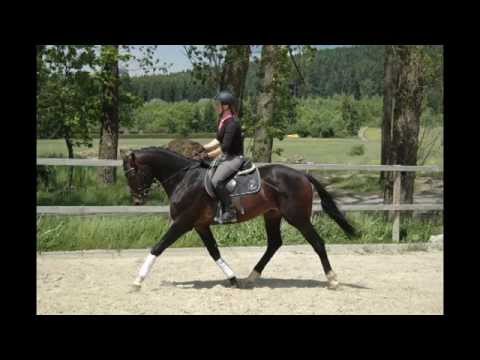 Apassion von Worrenberg, OLD, Apache x Sion, Hengst, geb.6.2012