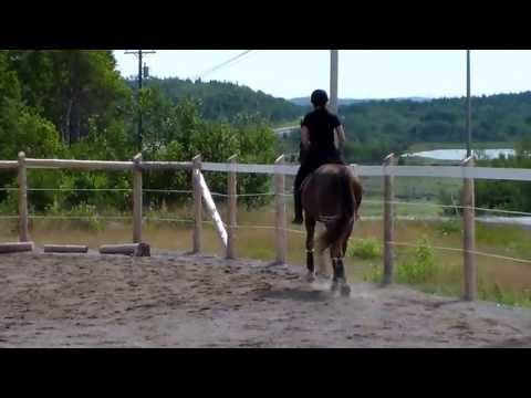 Boundless 2010 Hanoverian by Belissimo M