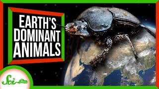 What Animal Dominates Earth?