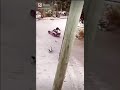 Little Susan Hits Cat With A Car Crazy Shorts Funny Wow Hilarious Youtube