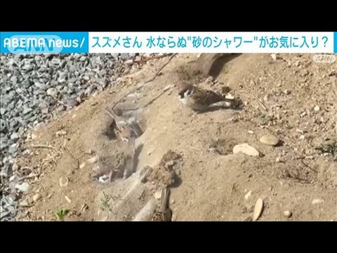 そこ掘れチュンチュン！　スズメは“砂のシャワー”がお気に入り(2023年3月11日)