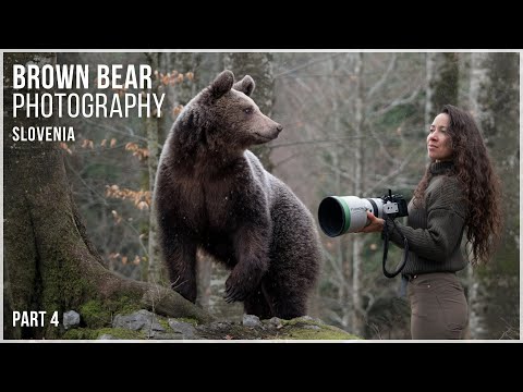 Brown Bear Photography Slovenia | Wildlife Photography Fujifilm | Part 4