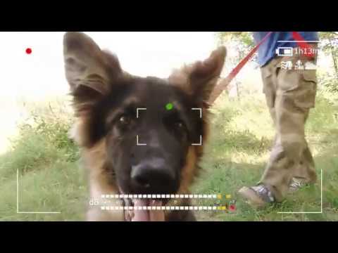 Дрессировка Форман Мотор Сич. Возраст 5 месяцев.