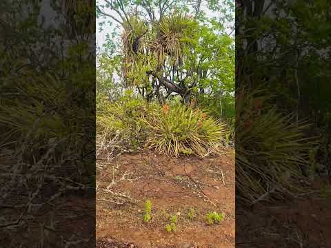Preserve a natureza 🍄‍🟫 Traipu-Alagoas
