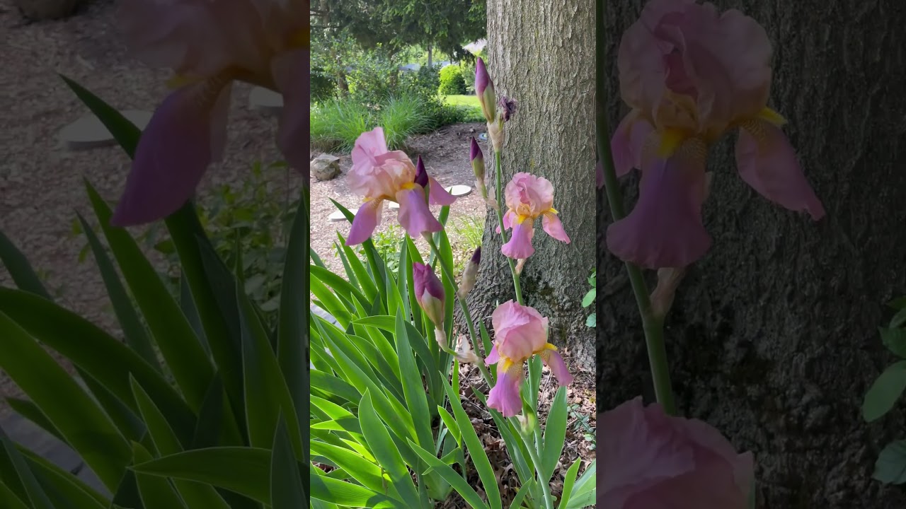 Pink And Purple Iris!