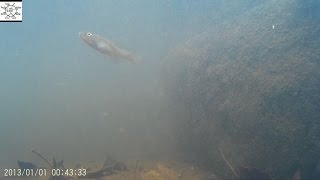 preview picture of video 'The SJCAM Goes Fishing Under Water'
