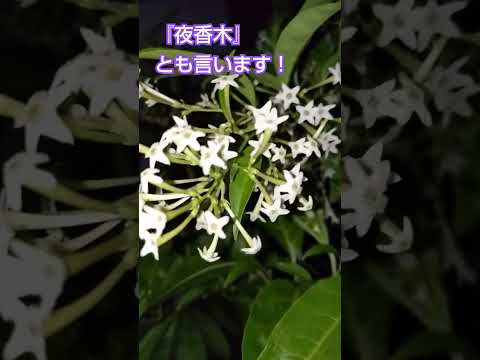 ジャスミンを育てる 苗床の健康で活発な葉を購入する