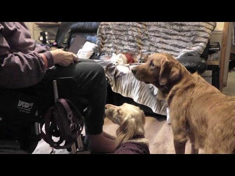Living with pet dogs and an assistance dog