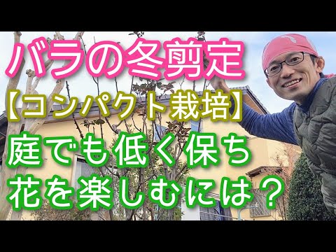 冬に剪定する植物は何ですか 1月 2月 3月 ブドウ 果樹