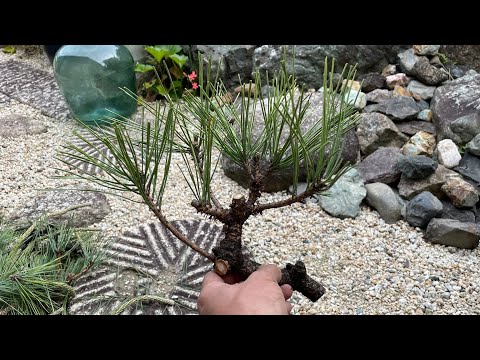 果樹の幹の手入れ 庭の練習