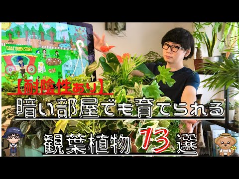 暗闇でも生きられる植物は何ですか?家の暗い空間を照らす6種  庭園