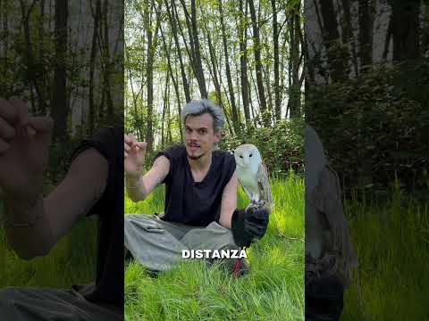 L'animale più silenzioso del mondo