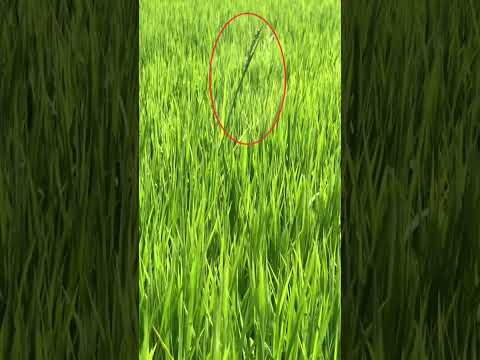 カヤツリグサについて詳しく解説