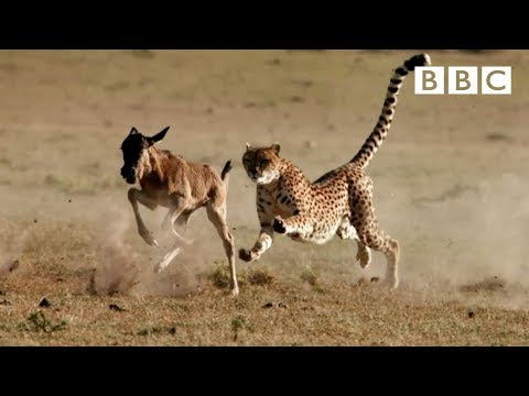 Cheetah chases wildebeest | The Hunt - BBC One