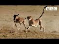 Cheetah chases wildebeest | The Hunt - BBC One