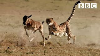 Cheetah reaches top speed of 55mph to catch its prey - The Hunt: Episode 5 preview - BBC One