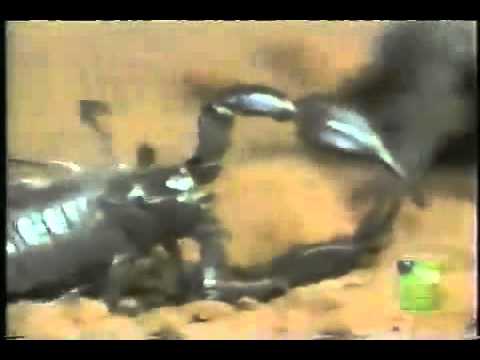 Venomous spider vs scorpion