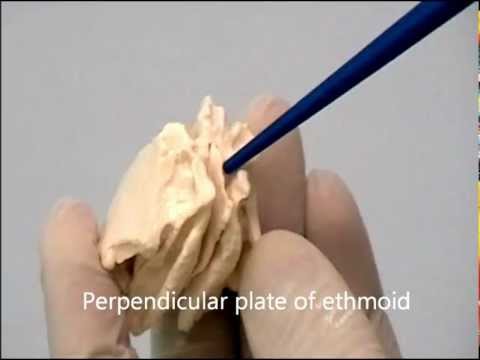 Estructura del cráneo - hueso etmoides