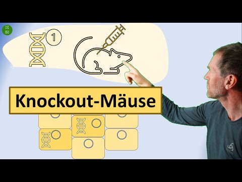 Gene knockout in mice - technique for investigating gene function