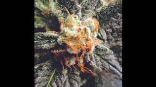 Andre Nickatina - Killin of the Cain