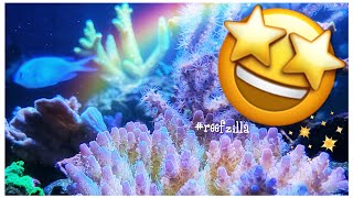 #reefzilla Great Progress & Amazing SPS | 180 gallon Custom Mixed Reef Tank Update | February 2021