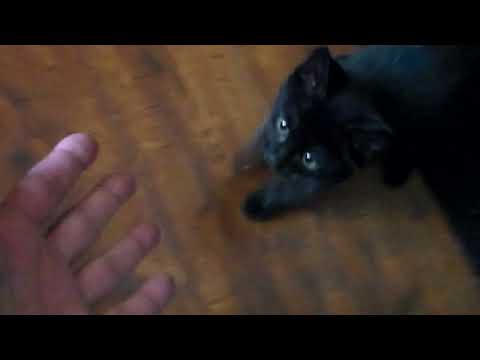 Think Kittens Can't Be Trained? Watch her! (8 weeks old) | Over50andFantabulous