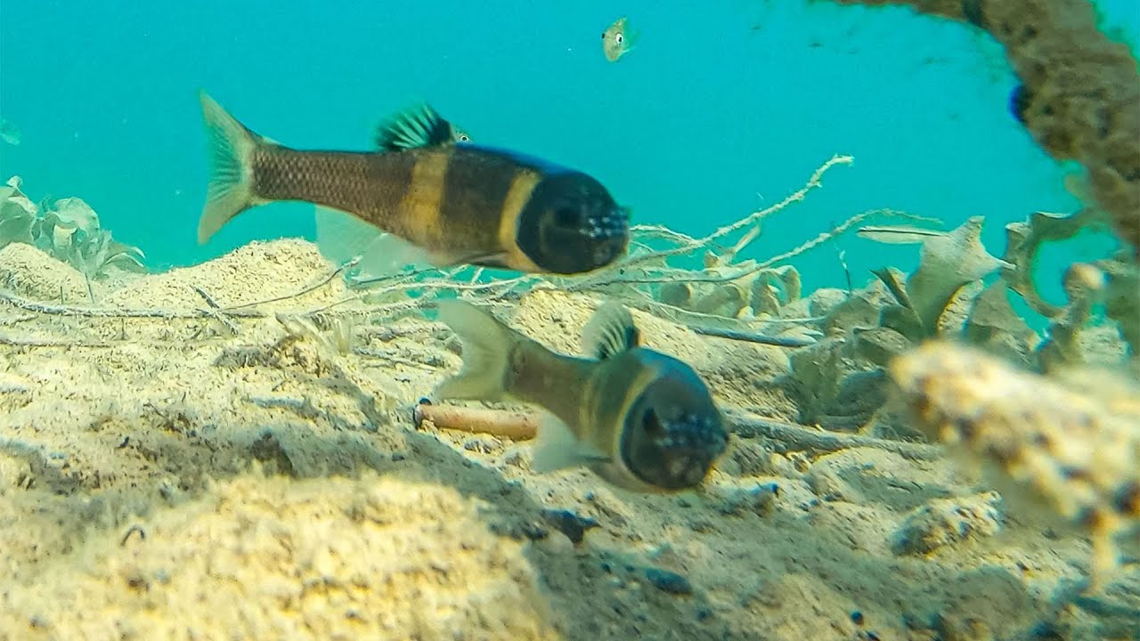 Fathead Minnow Facts