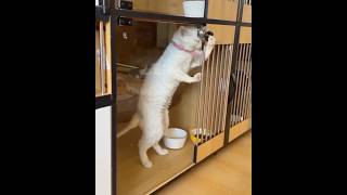 TENTE NÃO RIR: GATOS DA ZUEIRA | PARÓDIA #shorts