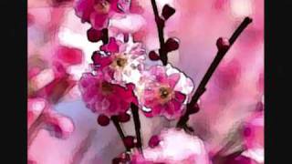 Boogie - Paolo Conte