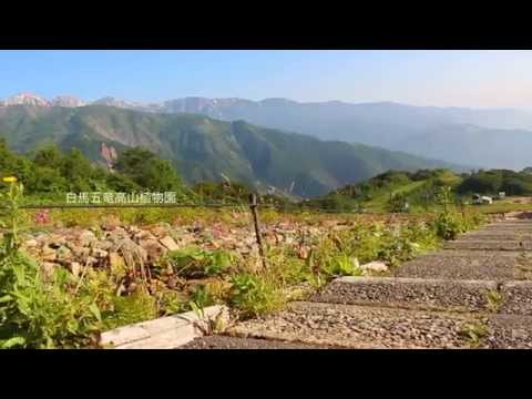 白馬村公式ムービー　【白馬五竜高山植物園】