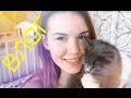 VLOG: кошка вернулась | я отдыхаю | София и друзья | PolinaBond 