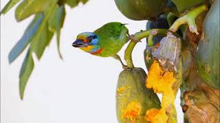 Bert Kaempfert and His Orchestra - Gentleman Jim