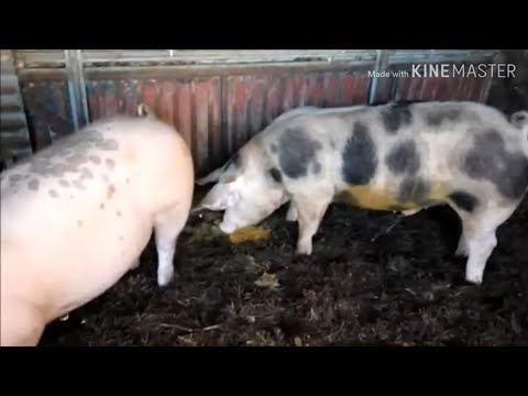 , title : 'الحكمة من تحريم الخنزير (شاهد الفيديو للآخر)'