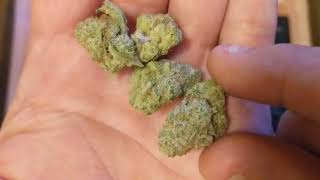 Grape God Bud 20% Trulieve Eustis