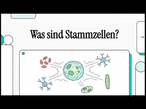 Was sind Stammzellen | EINFACH ERKLÄRT