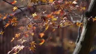 Red Sky At Night - David Gilmour